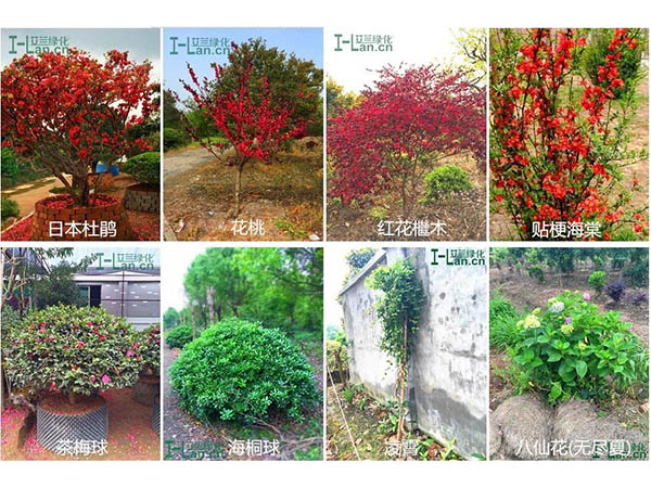 苗木(mù)的(de)生(sheng)産(chan)與銷售